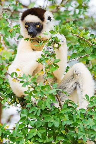Madagascar-Berenty-Berenty Reserve Verreauxs sifaka eating leaves in a tree White Modern Wood Framed Art Print with Double Matting by Hogstrom, Inger