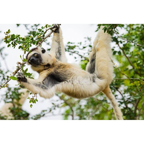Madagascar-Berenty-Berenty Reserve Verreauxs sifaka eating leaves in a tree Black Modern Wood Framed Art Print with Double Matting by Hogstrom, Inger