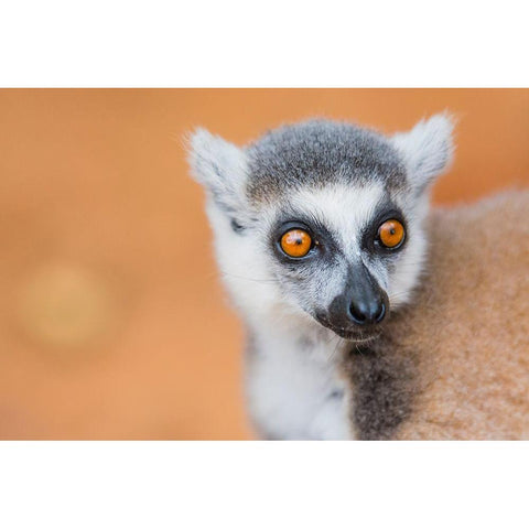 Madagascar-Berenty-Berenty Reserve Ring-tailed lemur Black Modern Wood Framed Art Print by Hogstrom, Inger