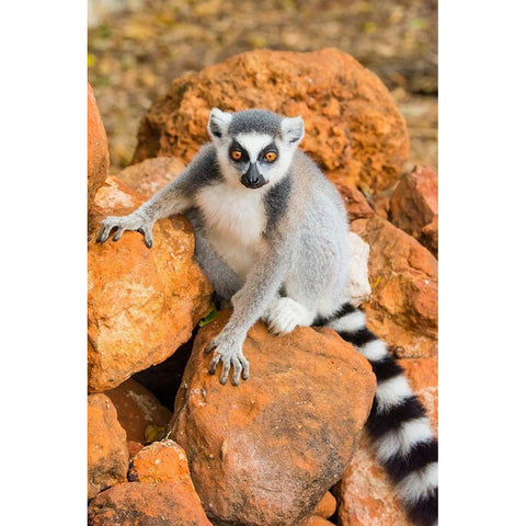 Madagascar-Berenty-Berenty Reserve Ring-tailed lemur sitting on some rocks Black Modern Wood Framed Art Print by Hogstrom, Inger
