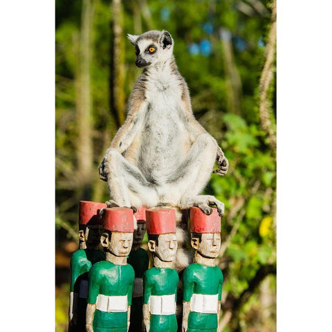 Madagascar-Berenty-Berenty Reserve Ring-tailed lemur warming itself in the morning sunshine Gold Ornate Wood Framed Art Print with Double Matting by Hogstrom, Inger