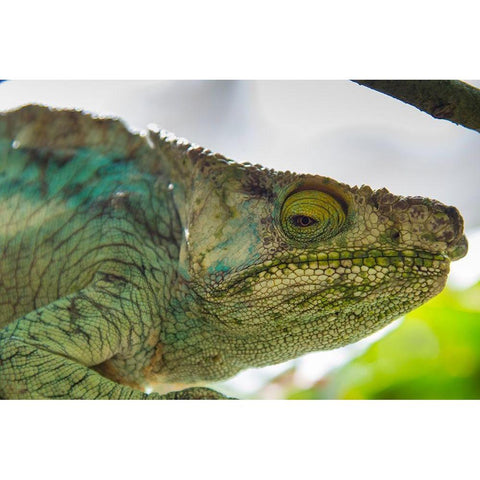 Madagascar-Marozevo-Peyrieras Reptile Farm Parsons chameleon Black Modern Wood Framed Art Print by Hogstrom, Inger