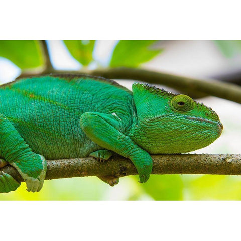 Madagascar-Marozevo-Peyrieras Reptile Farm Parsons chameleon Gold Ornate Wood Framed Art Print with Double Matting by Hogstrom, Inger