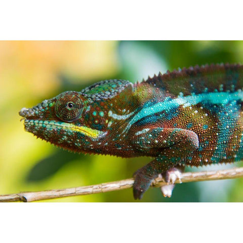 Madagascar-Marozevo Peyrieras Reptile Farm-panther chameleon Black Modern Wood Framed Art Print by Hogstrom, Inger