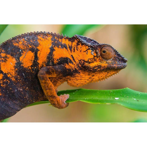 Madagascar-Marozevo Peyrieras Reptile Farm-panther chameleon Female of the species Black Modern Wood Framed Art Print by Hogstrom, Inger