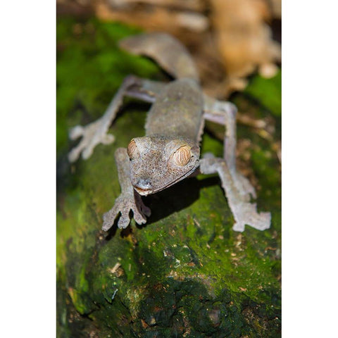 Madagascar-Marozevo-Peyrieras Reptile Farm Common leaf-tailed gecko Uroplatus fimbriatus Gold Ornate Wood Framed Art Print with Double Matting by Hogstrom, Inger