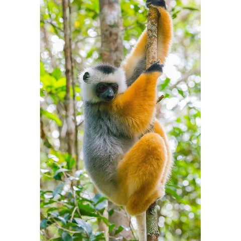 Madagascar-Andasibe-Vakona Lodge-Lemur Island Diademed sifaka in a tree White Modern Wood Framed Art Print by Hogstrom, Inger