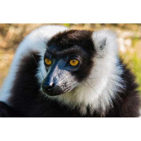 Madagascar-Andasibe-Vakona Lodge-Lemur Island Black and white ruffed lemur Black Modern Wood Framed Art Print by Hogstrom, Inger