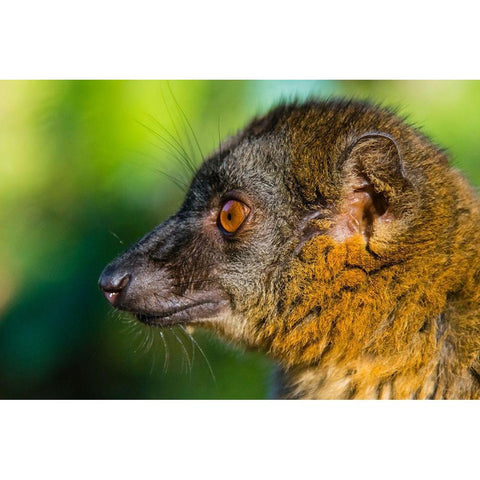 Madagascar-Andasibe-Vakona Lodge-Lemur Island Common brown lemur Black Modern Wood Framed Art Print with Double Matting by Hogstrom, Inger