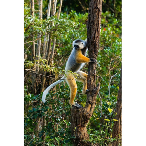 Madagascar-Andasibe-Vakona Lodge-Lemur Island Diademed sifaka climbing a tree Black Modern Wood Framed Art Print by Hogstrom, Inger
