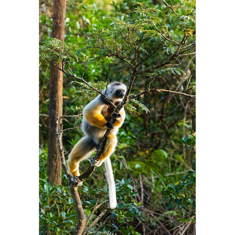 Madagascar-Andasibe-Vakona Lodge-Lemur Island Diademed sifaka in a tree Black Modern Wood Framed Art Print by Hogstrom, Inger