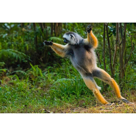 Madagascar-Andasibe-Vakona Lodge-Lemur Island Diademed sifaka leaping along the ground Black Modern Wood Framed Art Print by Hogstrom, Inger