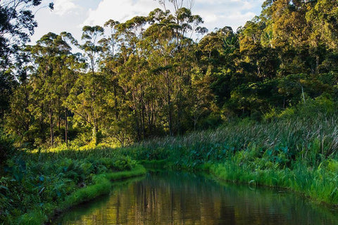 Madagascar-Andasibe-Vakona Lodge-Lemur Island Sunset over the canals that keep the lemurs White Modern Wood Framed Art Print with Double Matting by Hogstrom, Inger