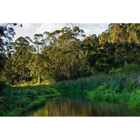 Madagascar-Andasibe-Vakona Lodge-Lemur Island Sunset over the canals that keep the lemurs Black Modern Wood Framed Art Print by Hogstrom, Inger