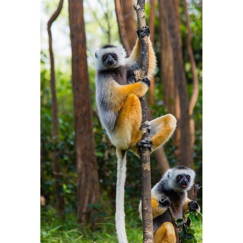 Madagascar-Andasibe-Vakona Lodge-Lemur Island Diademed sifakas in a tree Gold Ornate Wood Framed Art Print with Double Matting by Hogstrom, Inger