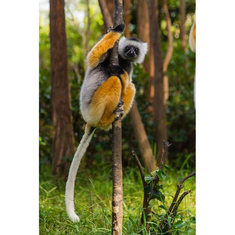 Madagascar-Andasibe-Vakona Lodge-Lemur Island Diademed sifaka in a tree Black Modern Wood Framed Art Print with Double Matting by Hogstrom, Inger