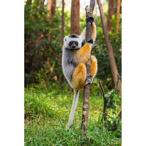 Madagascar-Andasibe-Vakona Lodge-Lemur Island Diademed sifaka in a tree White Modern Wood Framed Art Print by Hogstrom, Inger