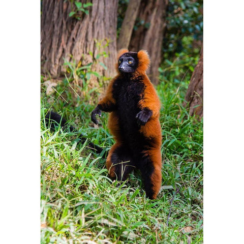 Madagascar-Andasibe-Vakona Lodge-Lemur Island Red ruffed lemur (Varecia rubra) standing White Modern Wood Framed Art Print by Hogstrom, Inger