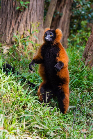 Madagascar-Andasibe-Vakona Lodge-Lemur Island Red ruffed lemur (Varecia rubra) standing Black Ornate Wood Framed Art Print with Double Matting by Hogstrom, Inger