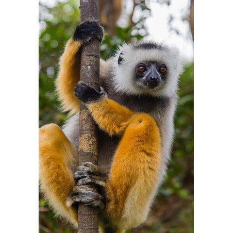 Madagascar-Andasibe-Vakona Lodge-Lemur Island Diademed sifaka curiously looking at something Gold Ornate Wood Framed Art Print with Double Matting by Hogstrom, Inger