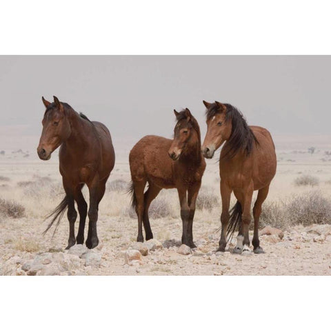 Three wild horses, Namib Desert, Namibia Black Modern Wood Framed Art Print by Kaveney, Wendy