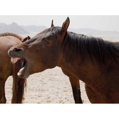 Wild horse yawning, Namib Desert, Namibia Black Modern Wood Framed Art Print by Kaveney, Wendy