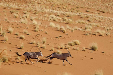 Oryx pair running, Dead Vlei, Sossusvlei, Namibia Black Ornate Wood Framed Art Print with Double Matting by Kaveney, Wendy