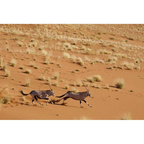 Oryx pair running, Dead Vlei, Sossusvlei, Namibia Black Modern Wood Framed Art Print by Kaveney, Wendy