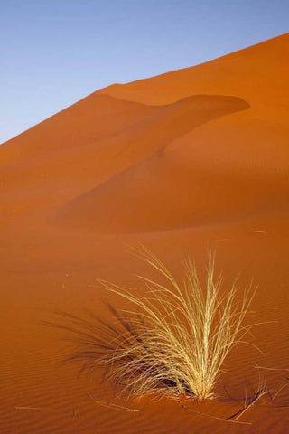 Grass and reddish sand dune, Sossusvlei, Namibia White Modern Wood Framed Art Print with Double Matting by Kaveney, Wendy
