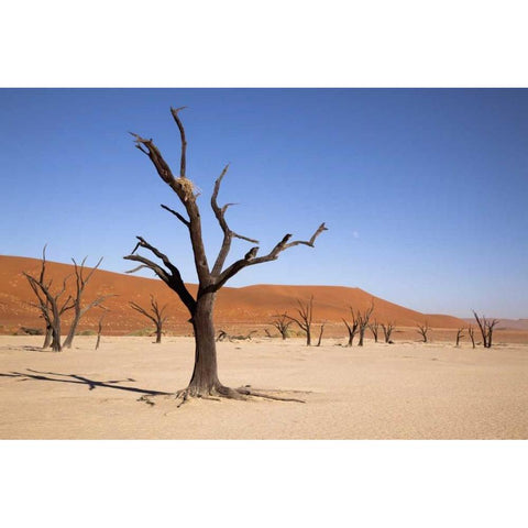 Moon and tree, Dead Vlei, Sossusvlei, Namibia Black Modern Wood Framed Art Print by Kaveney, Wendy