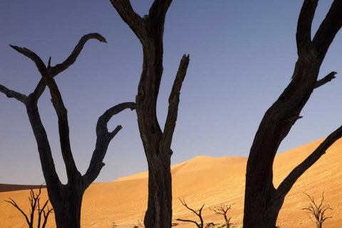 Tree and dunes, Dead Vlei, Sossusvlei, Namibia White Modern Wood Framed Art Print with Double Matting by Kaveney, Wendy