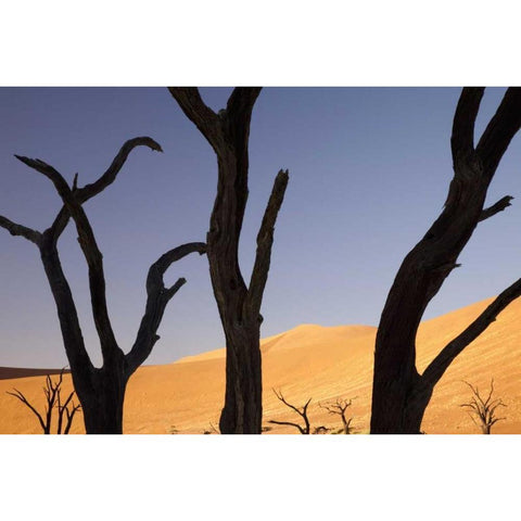 Tree and dunes, Dead Vlei, Sossusvlei, Namibia Black Modern Wood Framed Art Print by Kaveney, Wendy