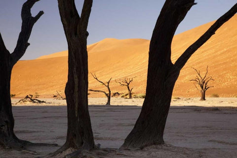 Tree and dunes, Dead Vlei, Sossusvlei, Namibia Black Ornate Wood Framed Art Print with Double Matting by Kaveney, Wendy