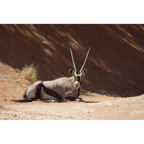 Resting Oryx, Namib-Naukluft, Sossusvlei, Namibia Black Modern Wood Framed Art Print by Kaveney, Wendy