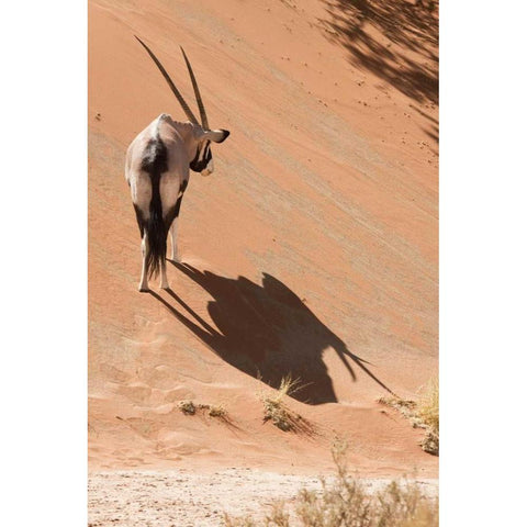 Oryx standing on sand dune, Sossusvlei, Namibia Black Modern Wood Framed Art Print by Kaveney, Wendy