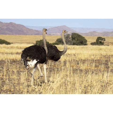 Ostrich pair, Namib-Naukluft, Sossusvlei, Namibia Black Modern Wood Framed Art Print by Kaveney, Wendy