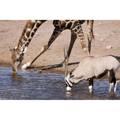 Giraffe and Oryx at water, Etosha NP, Namibia Gold Ornate Wood Framed Art Print with Double Matting by Kaveney, Wendy