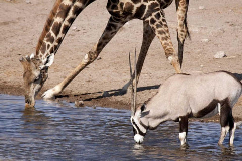 Giraffe and Oryx at water, Etosha NP, Namibia Black Ornate Wood Framed Art Print with Double Matting by Kaveney, Wendy