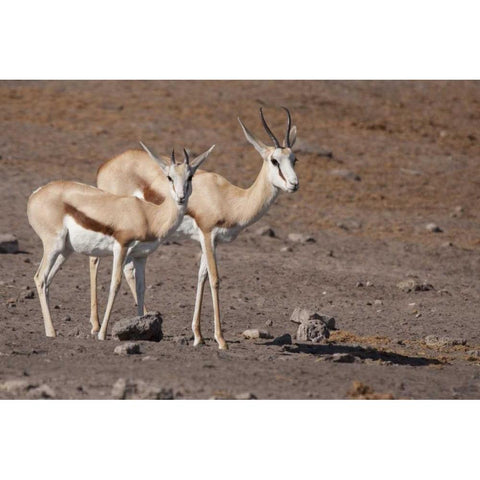 Pair of springboks, Etosha NP, Namibia White Modern Wood Framed Art Print by Kaveney, Wendy
