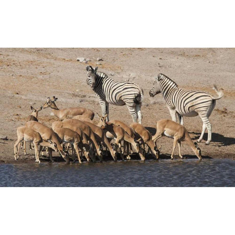 Zebras and black-faced impala, Etosha NP, Namibia White Modern Wood Framed Art Print by Kaveney, Wendy