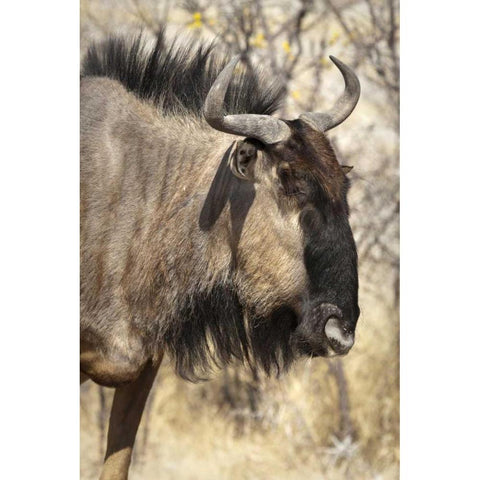 Side Wildebeest face, Etosha NP, Namibia Black Modern Wood Framed Art Print by Kaveney, Wendy