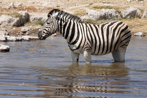 Zebra standing in waterhole, Etosha NP, Namibia Black Ornate Wood Framed Art Print with Double Matting by Kaveney, Wendy