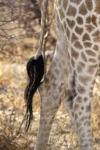 Giraffes tail and hind legs, Etosha NP, Namibia Black Ornate Wood Framed Art Print with Double Matting by Kaveney, Wendy