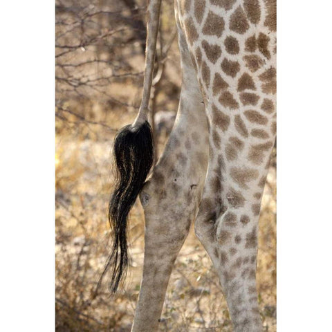 Giraffes tail and hind legs, Etosha NP, Namibia Black Modern Wood Framed Art Print by Kaveney, Wendy