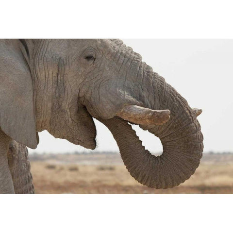 Portrait of African elephant, Etosha NP, Namibia Black Modern Wood Framed Art Print with Double Matting by Kaveney, Wendy