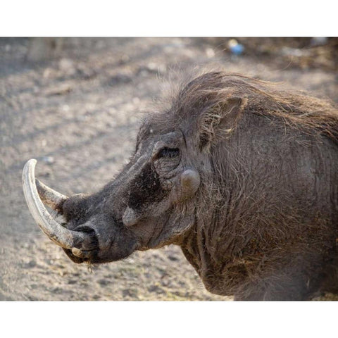 Portrait of old warthog, Etosha NP, Namibia Black Modern Wood Framed Art Print by Kaveney, Wendy