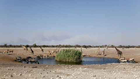 Animals gather at waterhole, Etosha NP, Namibia White Modern Wood Framed Art Print with Double Matting by Kaveney, Wendy