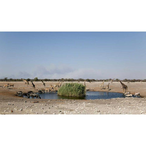 Animals gather at waterhole, Etosha NP, Namibia Black Modern Wood Framed Art Print by Kaveney, Wendy