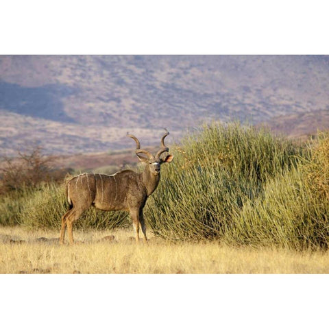 Greater kudu male, Palmwag Conservancy, Namibia Black Modern Wood Framed Art Print by Kaveney, Wendy