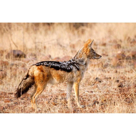 Black-backed jackal, Palmwag Conservancy, Namibia Black Modern Wood Framed Art Print by Kaveney, Wendy